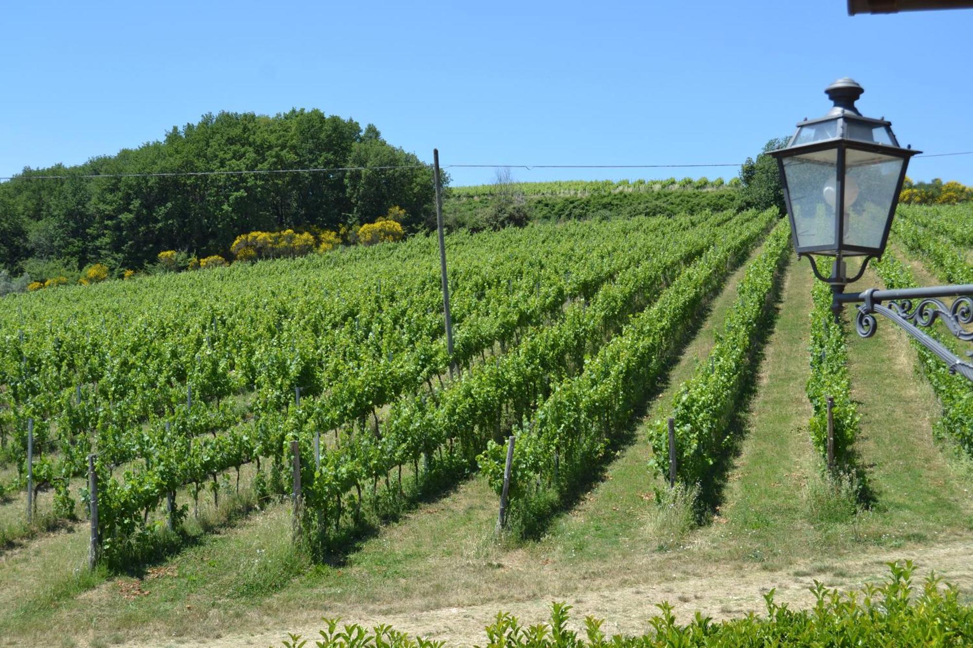 Tenuta Pizzogallo Amelia Εξωτερικό φωτογραφία